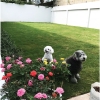Thumbnail of new posts 070
